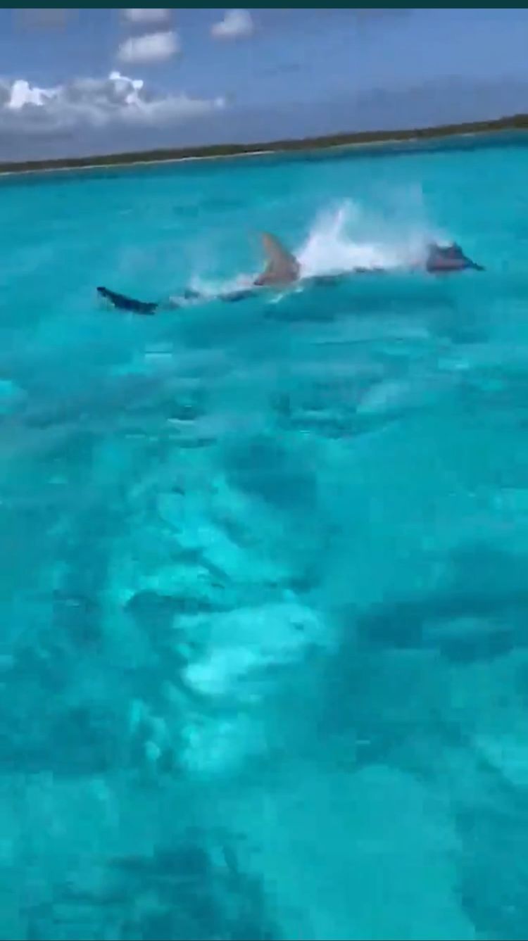 Captan en video persecución de tiburón martillo y mantarraya en playa El Cielo
