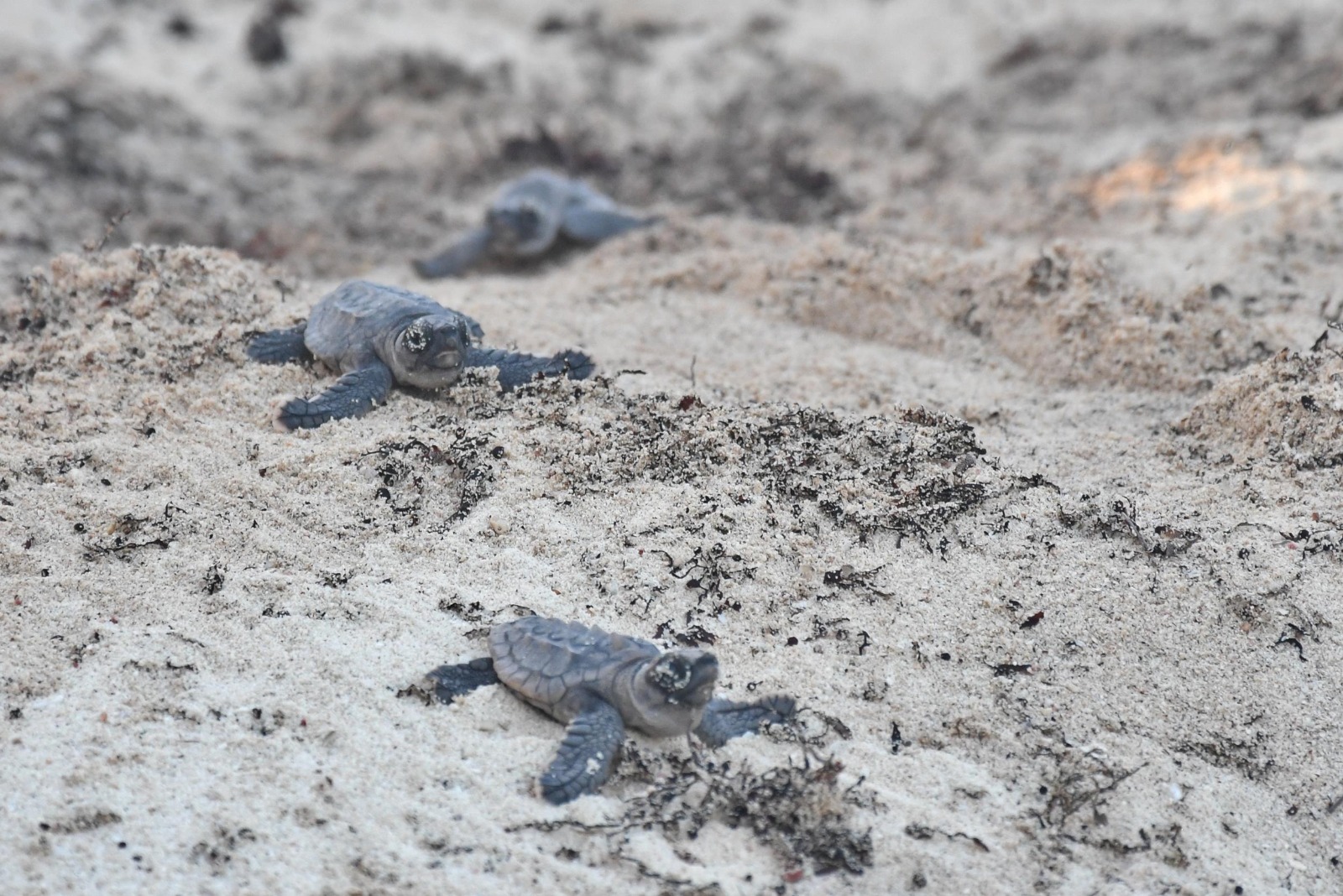 Fundación de Parques y Museos de Cozumel participa en la liberación de crías de tortugas marinas