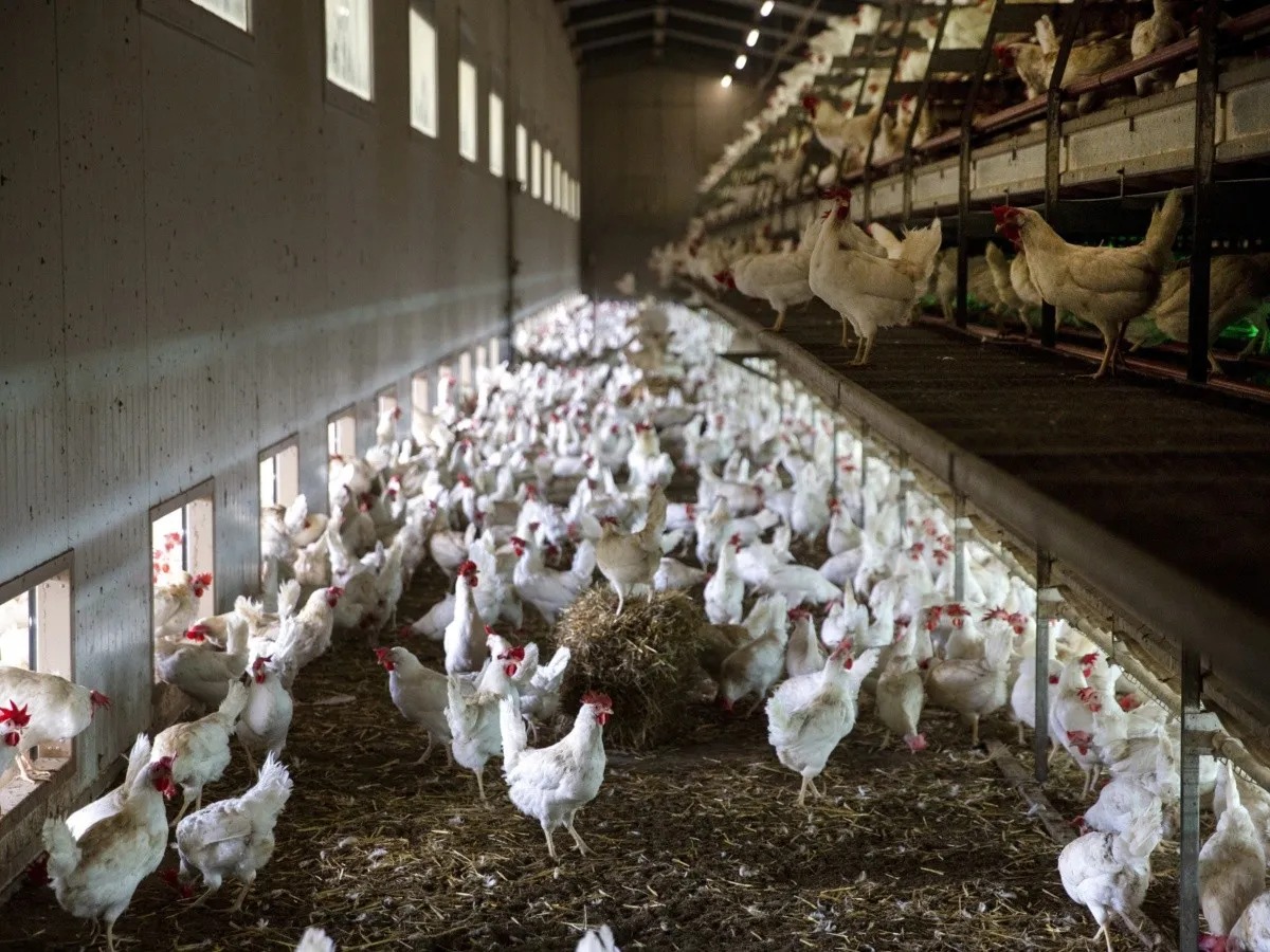 Alertan peor crisis de gripe aviar de la historia, con 250 millones de aves sacrificadas
