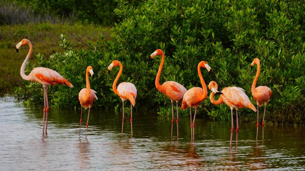 La Fundación de Parques y Museos registra la llegada de flamencos rosados a Punta Sur