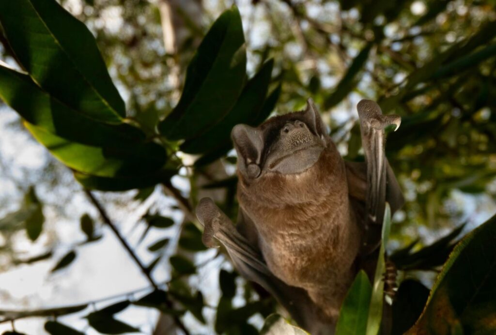 Investigadores del IPN continúan estudios de murciélagos en Cozumel, con el apoyo de la Fundación de Parques y Museos