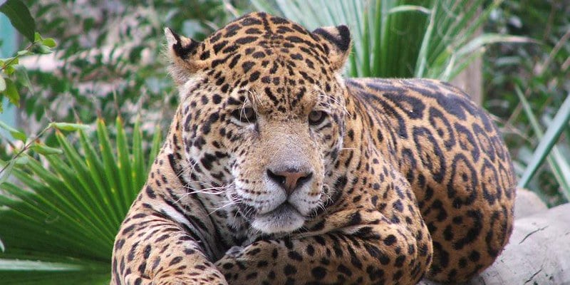 Ecología de BJ emite recomendaciones ante avistamiento de jaguares en zonas urbanas